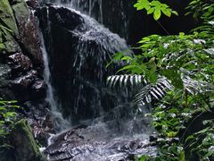 -莫里热带雨林景区