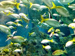 -上海海洋水族馆