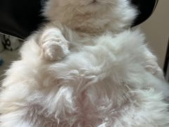 -喵百万·布偶·蓝金金渐层英短·猫舍(百子湾店)