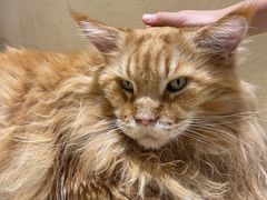 -藏猫猫咖啡主题馆(中央大道店)