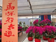 -荷兰花海
