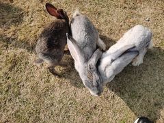 -菊园百果园