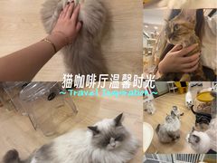 -有喵·猫咖·狗咖·30几只猫10只小狗(岗厦店)