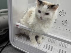 -爱洗澡的猫(望京店)