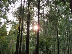 -合肥滨湖国家森林公园