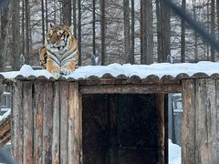 -横道河子东北虎林园