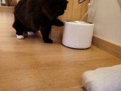-猫腻·猫咖·撸猫馆(星光大道店)