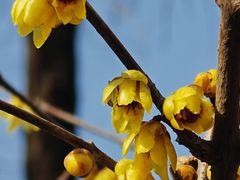 -鲁宴·鲁煨黄河生态大鲤鱼(月坛店)