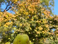 -泰山风景名胜区-普照寺