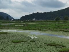 -腾冲北海湿地