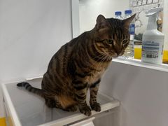 -废柴猫桌游概念馆(王府井喜悦购物中心店)