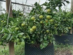 -前小桔亲子创意农场·草莓采摘·露营烧烤