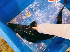 -荣德灶台鱼(圣泉寺店)