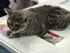 -伟伟宠物医院·CT影像中心·瑞派犬猫综合性门诊(汉口总院)