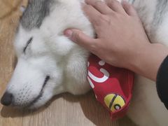 -Husky Go! 哈士奇体验馆·宠物咖啡厅狗咖