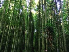 -武陵山森林公园