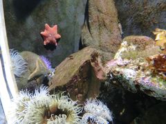 -凯莉-塔尔敦海洋生物水族馆