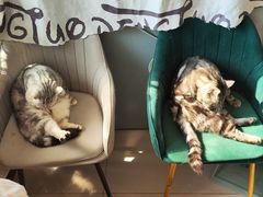 -平行世界·猫咖(首经贸店)