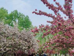 -莲花池公园