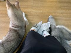 -Husky Go! 哈士奇体验馆·宠物咖啡厅狗咖