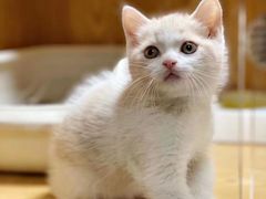 -袖虎宠物·金渐层缅因猫舍(灵芝店)