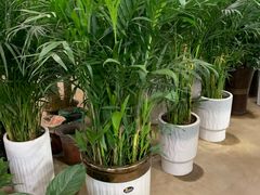 -长春青怡坊鲜花批发(青怡坊花鸟市场店)