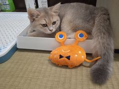 -逗柴咖啡屋·狗咖猫咖宠物桌游