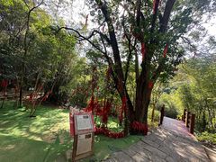 -广州白江湖森林公园