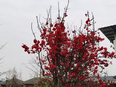 -九尺赵老四鲜鹅肠火锅