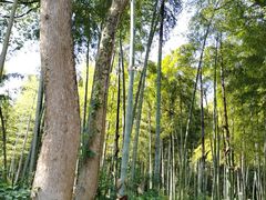 -东明山森林公园