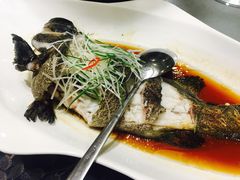 清蒸青斑-海景壹号大酒店(滨湖店)