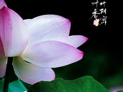 -莘庄公园
