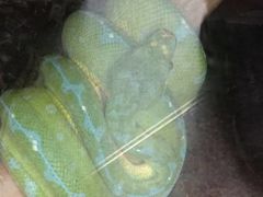 -上海大自然野生昆虫馆(东方明珠·爬宠昆虫探索中心)