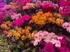 -花鸟鱼虫鲜花绿植市场(玉泉路店)