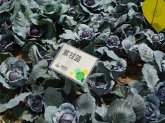 -上海多利农业发展有限公司