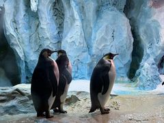 -帝企鹅自助餐厅•儿童岛•真企鹅(长隆企鹅酒店)