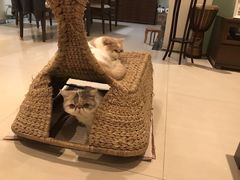 -萌兽医馆·眼科·异宠专科(三里屯店)