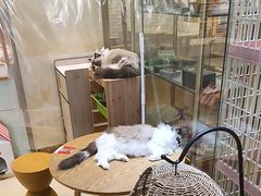 -藏猫猫咖啡主题馆(中央大道店)