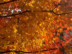 -大宁郁金香公园-停车场