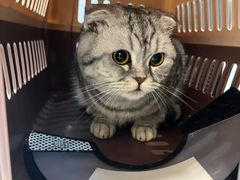 -御宝贝·A梦猫科宠物医院(国际猫友好医院)