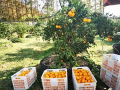 -前小桔亲子创意农场·草莓采摘·露营烧烤