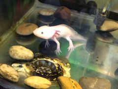 -上海大自然野生昆虫馆(东方明珠·爬宠昆虫探索中心)