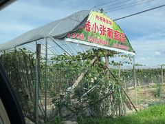 -马陆小张葡萄园农家乐