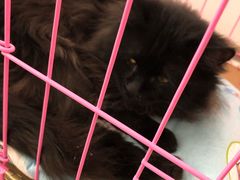 -绒爪撸猫下午茶·猫咖