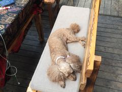 -半坡九号老挝冰咖啡