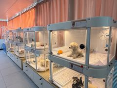 -翊宠yipet猫狗购宠庄园犬舍•猫舍