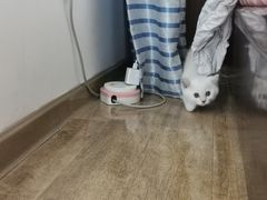 -欣宠猫屋·矮脚拿破仑·蓝金金渐层