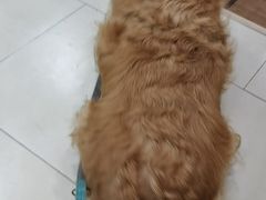 -宠福鑫康馨动物医院·骨科·眼科