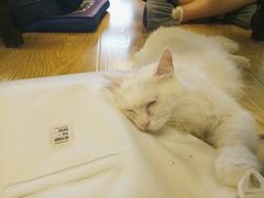 catttt-萌喵宠狗爱心宠咖