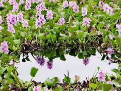 -白鹭湾湿地公园